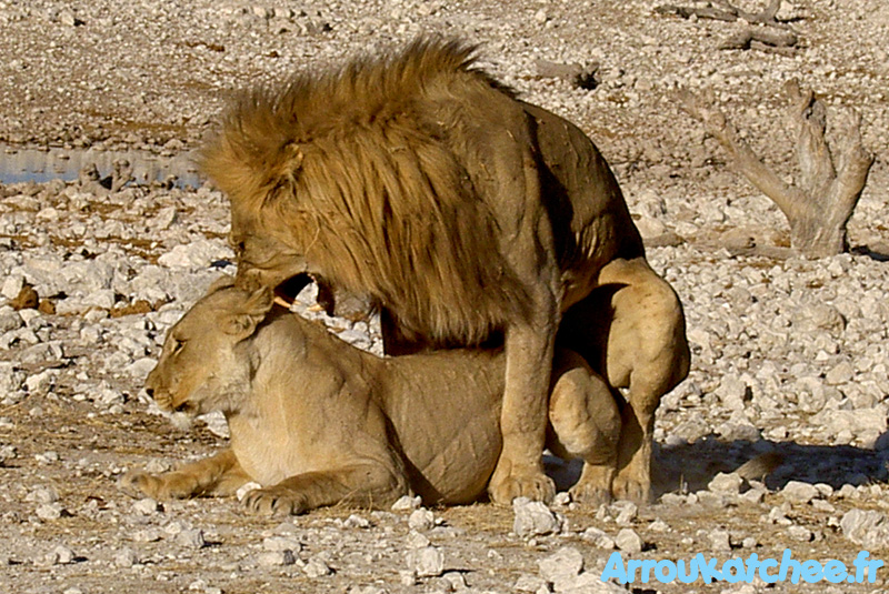 Lion et lionne  Etosha